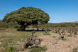 © marguerite - Vieu juniper near oupol France, tree in the mountains