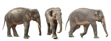 Large Elephants On White Background, Collage. Exotic Animal