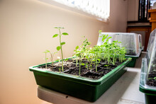 Grow Seedlings In A Seed Trays In A Mini Green House At Home. Grow Your Own Garden At Home. Vegetables, Herbs Or Flowers