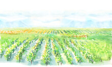 水彩で描いた葡萄畑の風景イラスト