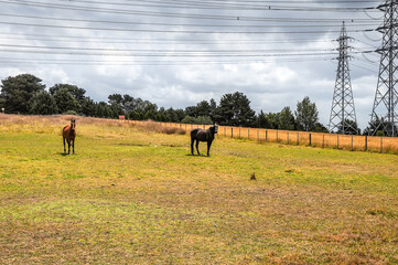 Horses quietly grazing under a power line along Pound Rd, Hampton Park