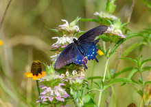 Pipevine Swallowtail Or Blue Swallowtail, Battus Philenor