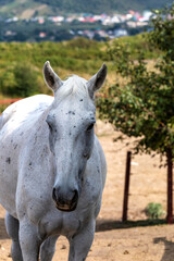 Sticker - portrait of a horse