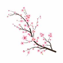 Cherry Blossom Branch With Sakura Flower. Watercolor Cherry Blossom Vector. Cherry Blossom Flower Blooming Vector. Sakura On White Background. Watercolor Cherry Bud. Pink Sakura Flower Background.