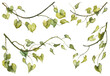 Set oh hand painted watercolor botanical illustrations. Scanned raster botany green hanging ivy leaves on twigs isolated on white background. Collection of realistic plants