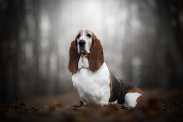 Wall Mural - Basset hound dog in the dark forest