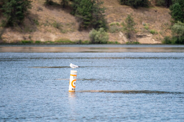 Swimming area border marked with red and orange floats