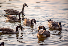 Canadian Geese In Water Early Morning
