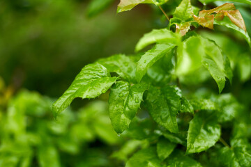 Wall Mural - Close up of green rose leaves in summer