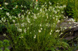  Luzula nivea, commonly known as snow-white wood-rush, snowy wood-rush and lesser wood-rush