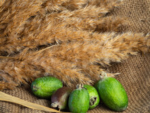 Winter Christmas Feijoa On A Rustic Background. .Green Shiny Feijoa Fruits Lie On Burlap Against The Background Of Fashionable Soft Fluffy Plants With Panicles Of Seeds