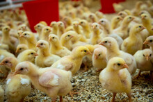 Industrial Chick Breeding Farm With Young Yellow Chicks
