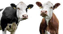  Two Cows On A White Background Isolated!