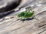 Fototapeta Na drzwi - Polysarcus denticauda male insect, detail of large green grasshopper