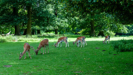 Young deer in the spring sun