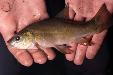 Small fish Tinca tinca with red eyes, on the hands. Close-up.