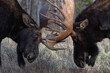 Bull moose, large and combative, do battle during rutting season in Wyoming