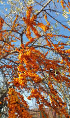 Canvas Print - sea-buckthorn branch with ripe berries against the blue sky