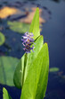Herzblättriges Hechtkraut (Pontederia cordata) blühend