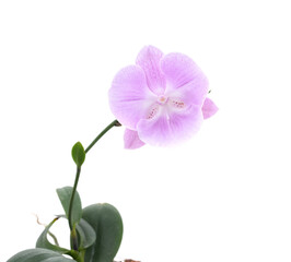 Poster - One purple orchid flower.