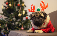Cute Christmas Pug Dog Is Lying In Deer Antlers Hat And Waiting For The Holiday At Home. Merry Christmas And Happy New Year. Card With Copy Space 