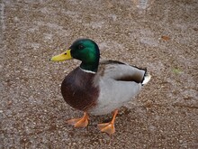 PATO (ÁNADE REAL, ANAS PLATYRHYNCHOS)  EL AVE ESTÁ QUIETO.