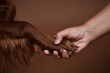 © Seventyfour - Close up of human and dog holding hands against brown background in studio