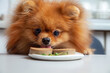 Spitz dog eats liver pate sausage