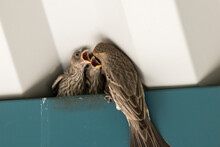 Two Baby Birds Beneath The Eaves Of A Building With A Parent Feeding Them