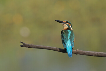 Common kingfisher (Alcedo atthis) during on branch tree for diving in to water eating fish at the river.