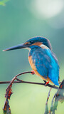Fototapeta Sypialnia - Common Kingfisher Bird in Thailand