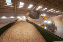Earth Mover Pouring Grain Into Trailer In Barn