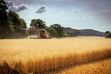 Combine Harvester In Oat Field