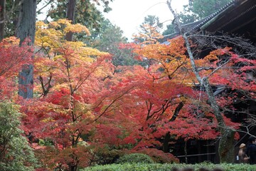 Canvas Print - 京都　真如堂の紅葉