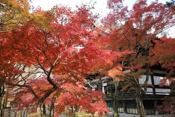 Wall Mural - 京都　真如堂の紅葉