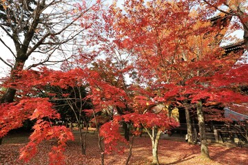 Canvas Print - 京都　真如堂の紅葉