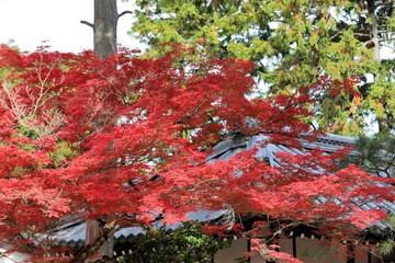 Canvas Print - 京都　真如堂の紅葉