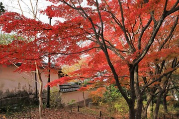 Wall Mural - 京都　真如堂の紅葉