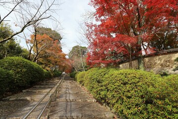 Poster - 京都　真如堂の紅葉