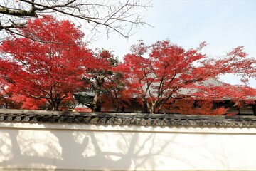 Canvas Print - 京都　真如堂の紅葉