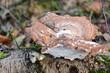Pilz Birkenporling (Fomitopsis betulin) wächst auf einem altem Baumstamm im Schwarzes Moor in der Rhön, Bayern, Deutschland