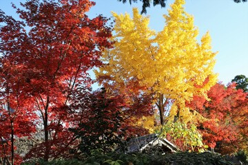 Wall Mural - 京都　真如堂の紅葉