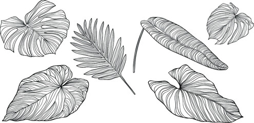 Wall Mural - Leaves isolated on white. Tropical leaves. Hand drawn vector illustration