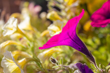 Close-up Side View Pink Purple Trumpet-shaped Morning Glory With Bright Sunlight Yellow Green Background