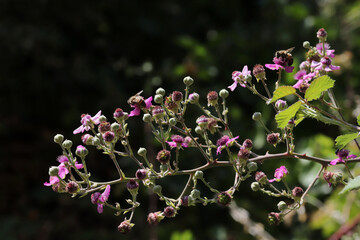 Poster - bee on blackberry blossom in spring