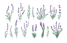 Lavender Flowers Set. French Provence Floral Herbs. Botanical Drawings Of Wild Purple Lavandula Blooms, Bouquets And Bunches. Colored Drawn Graphic Vector Illustrations Isolated On White Background