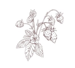 outlined wild strawberry branch. vintage botanical drawing of forest plant with growing berries and 