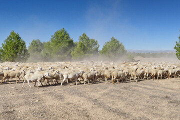 Wall Mural - Troupeau de moutons.  Andalousie. Espagne.