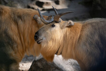 Tibetan Takin Goat-antelope