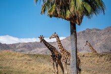 A Long Slender Giraffe In Palm Springs, California
